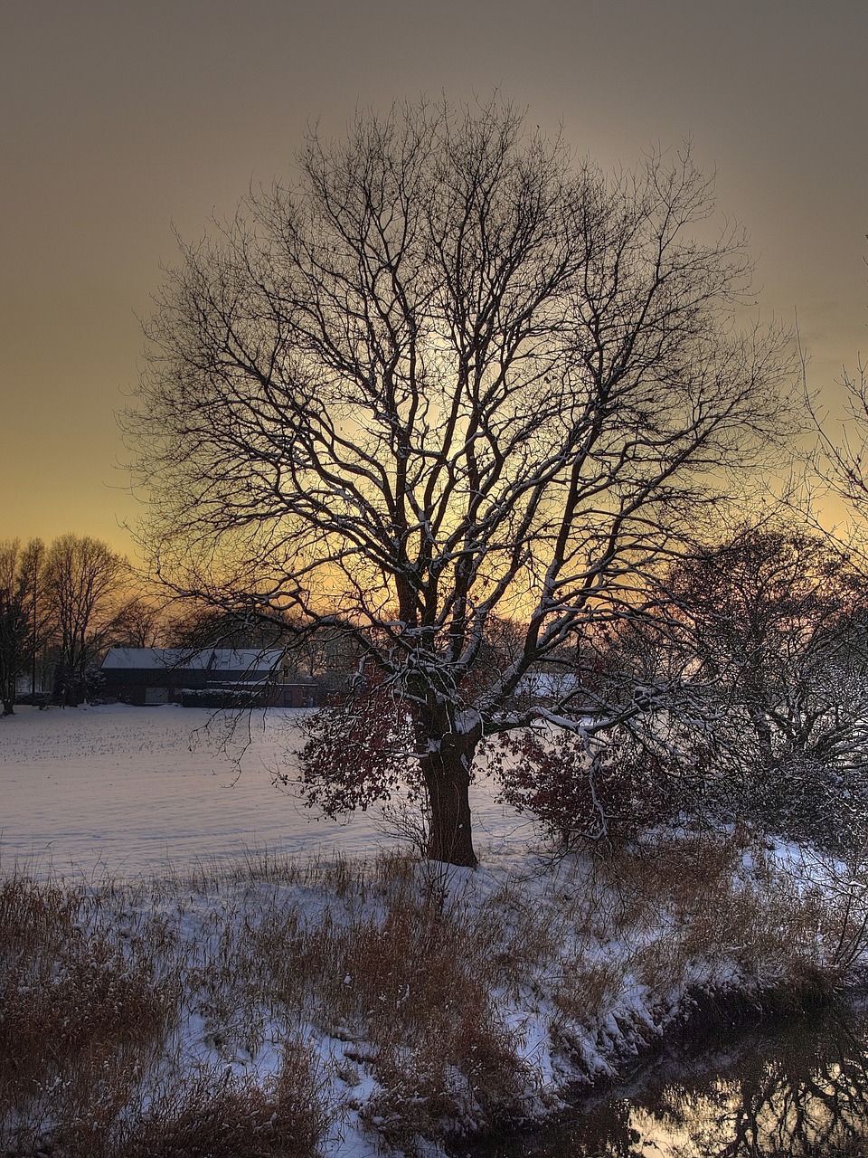 tree snow nature free photo