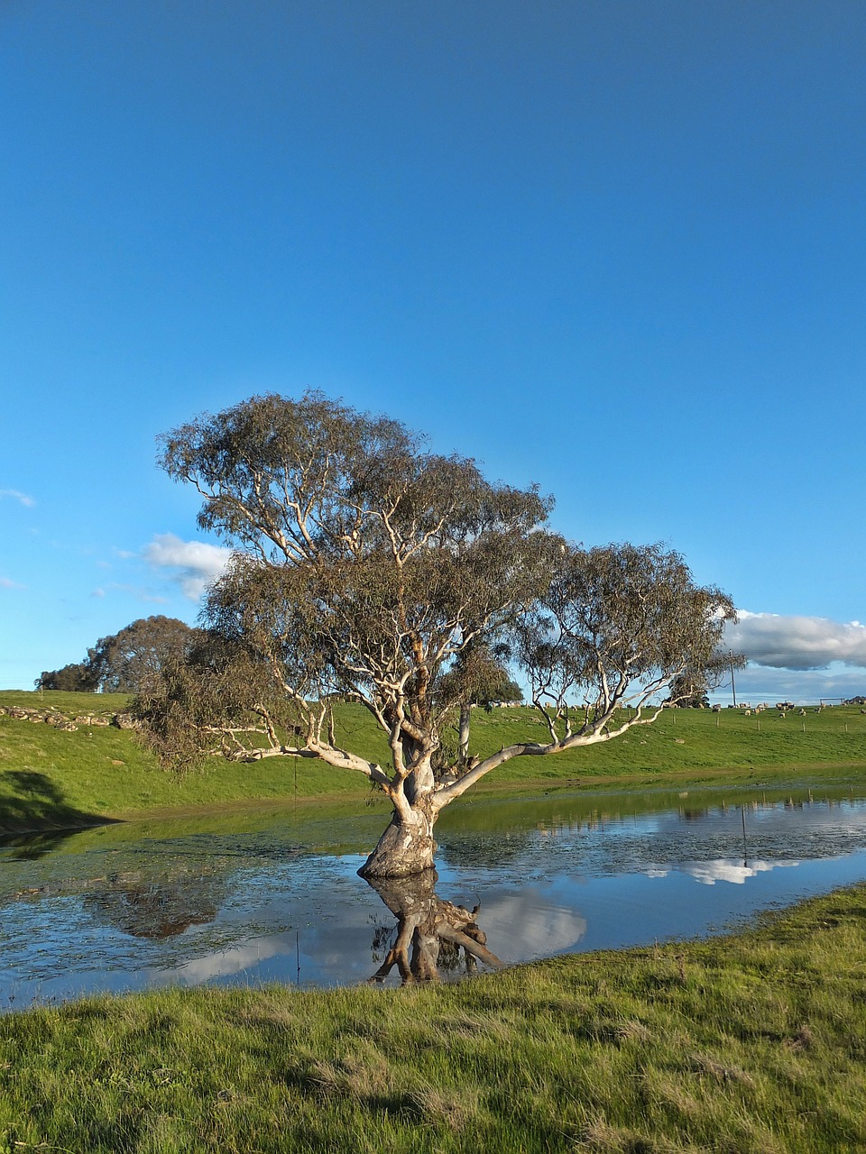 tree pond water free photo