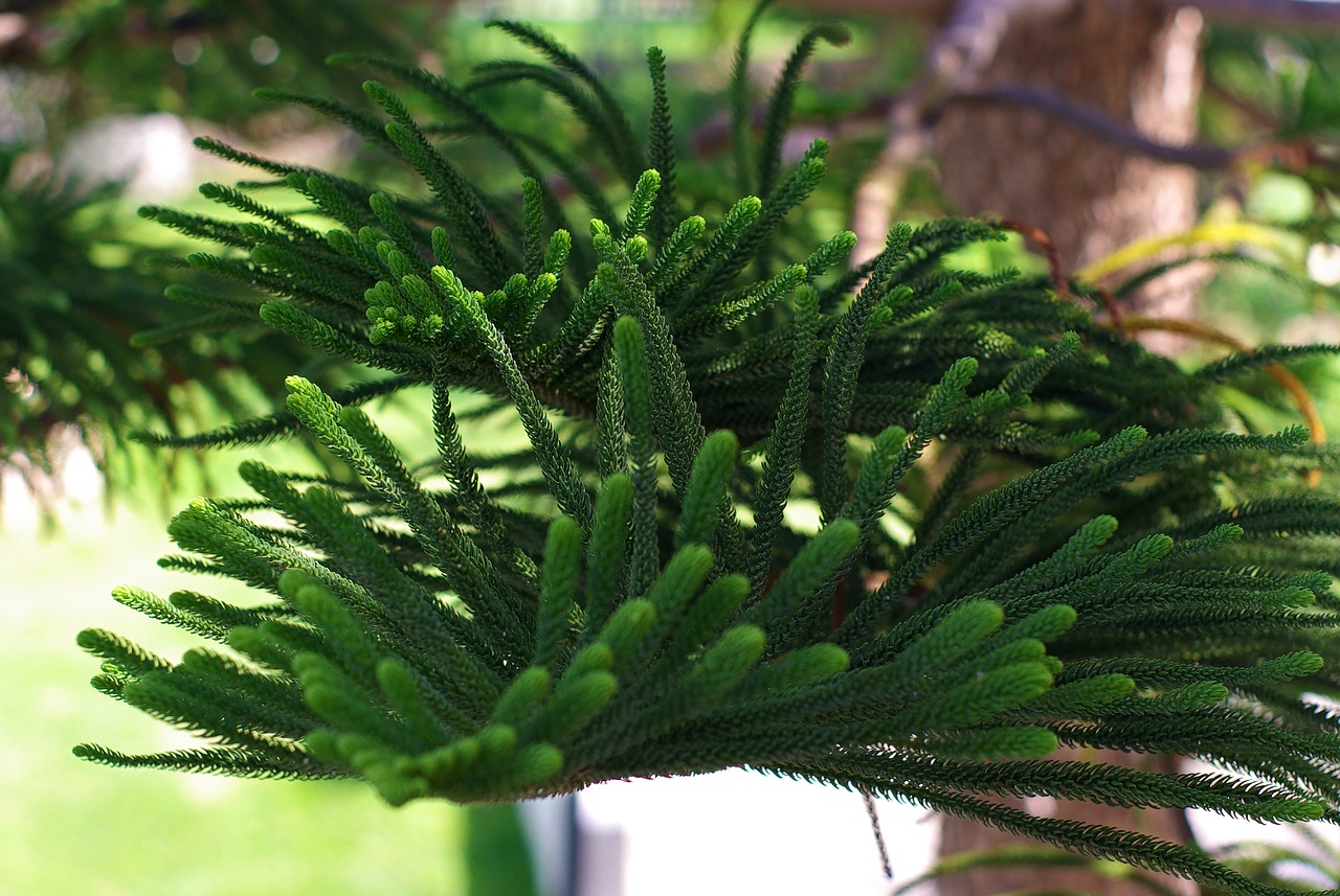 tree needles nature free photo