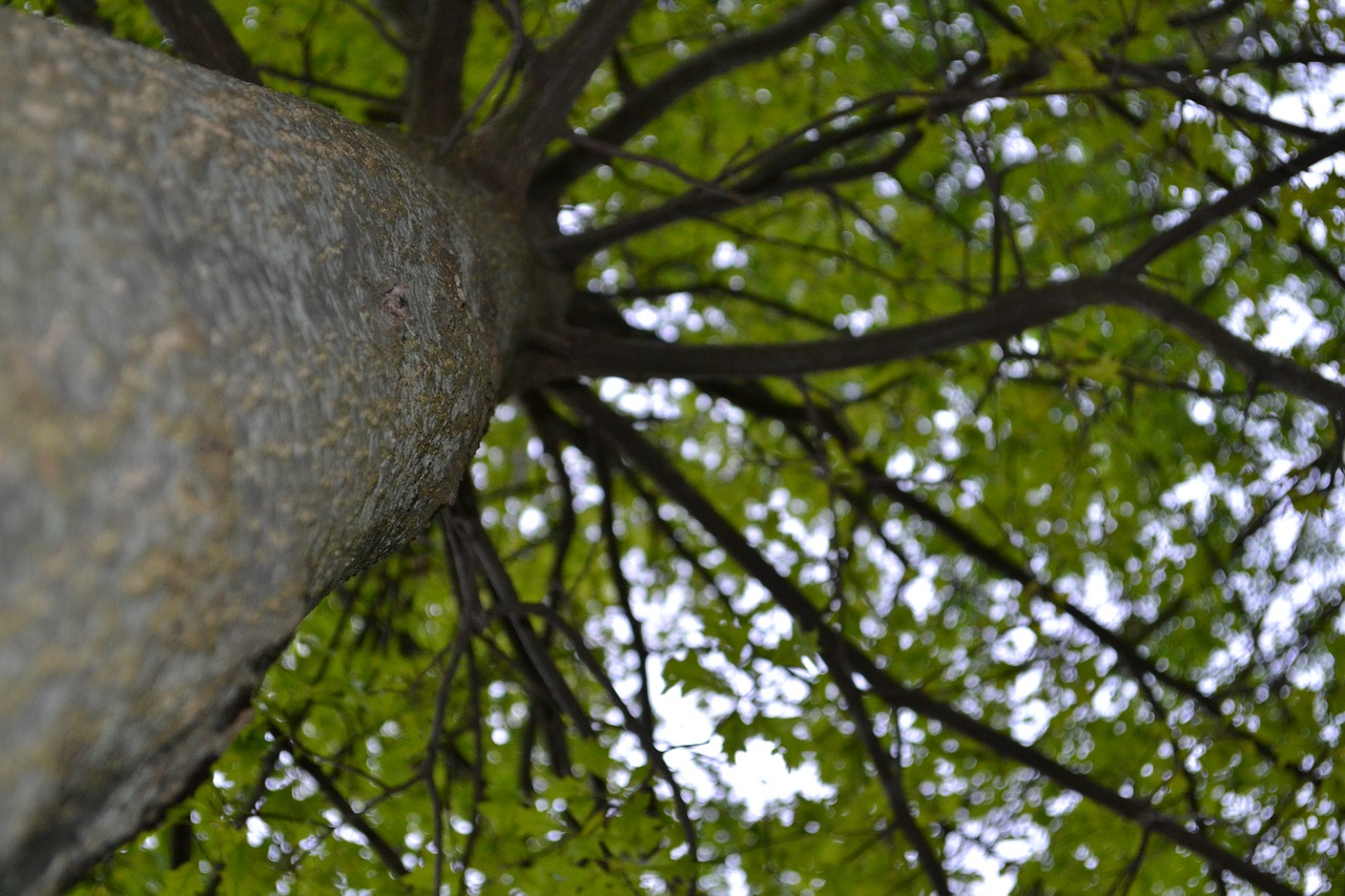 tree bark nature free photo