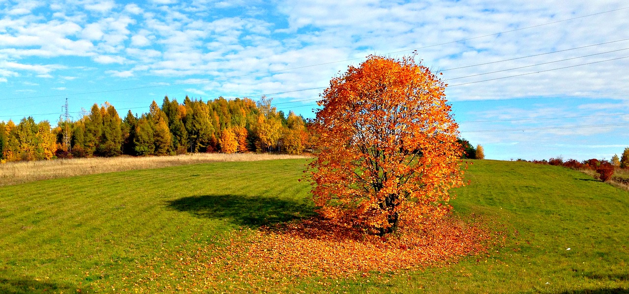 tree autumn landscape free photo