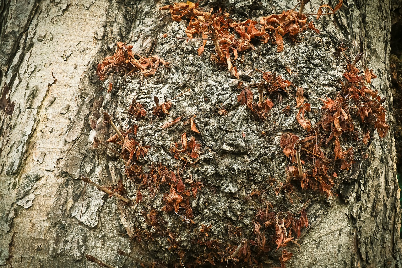 tree bark log free photo