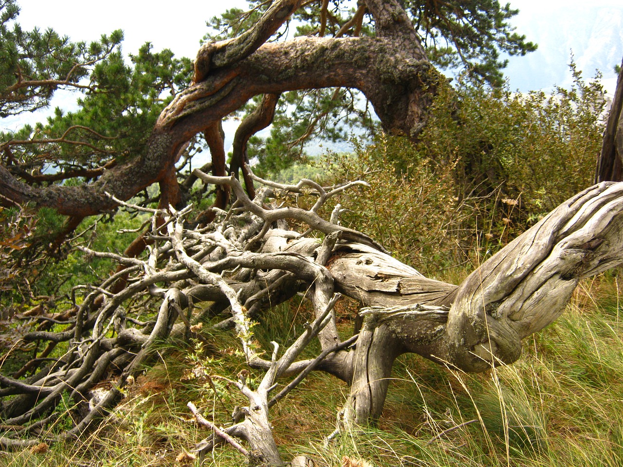 tree roots pine free photo