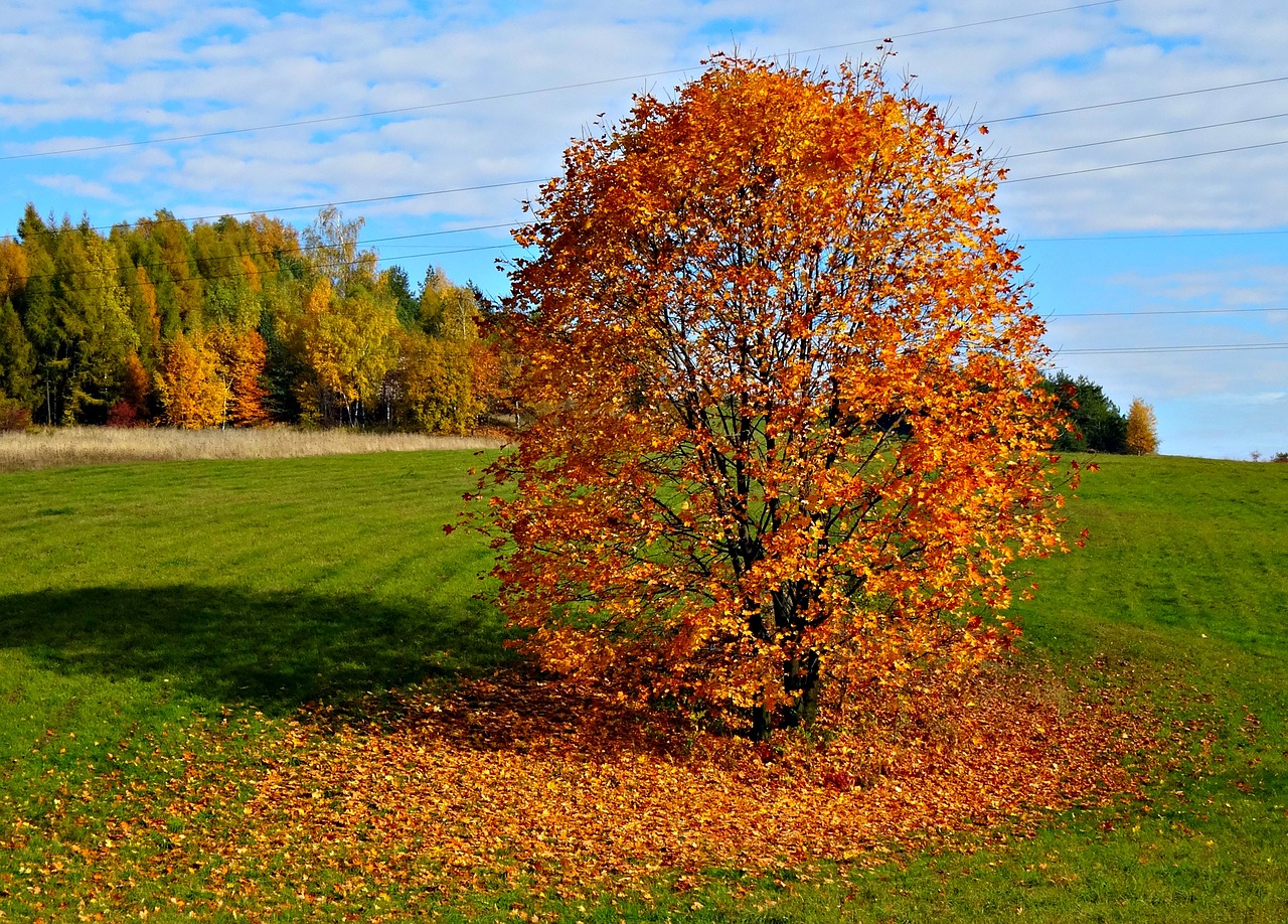 tree autumn surrounded by nature free photo