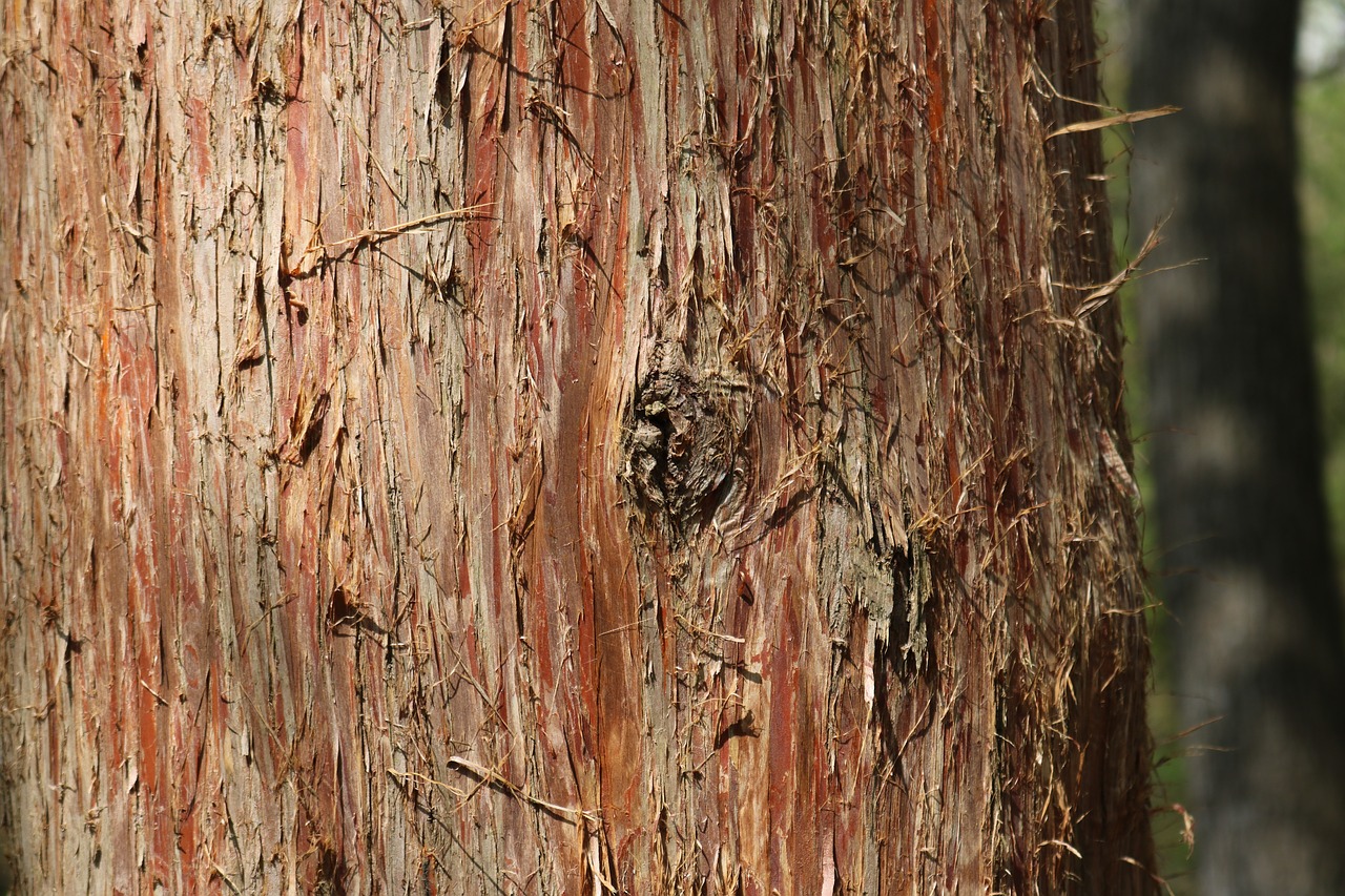 tree bark environment free photo