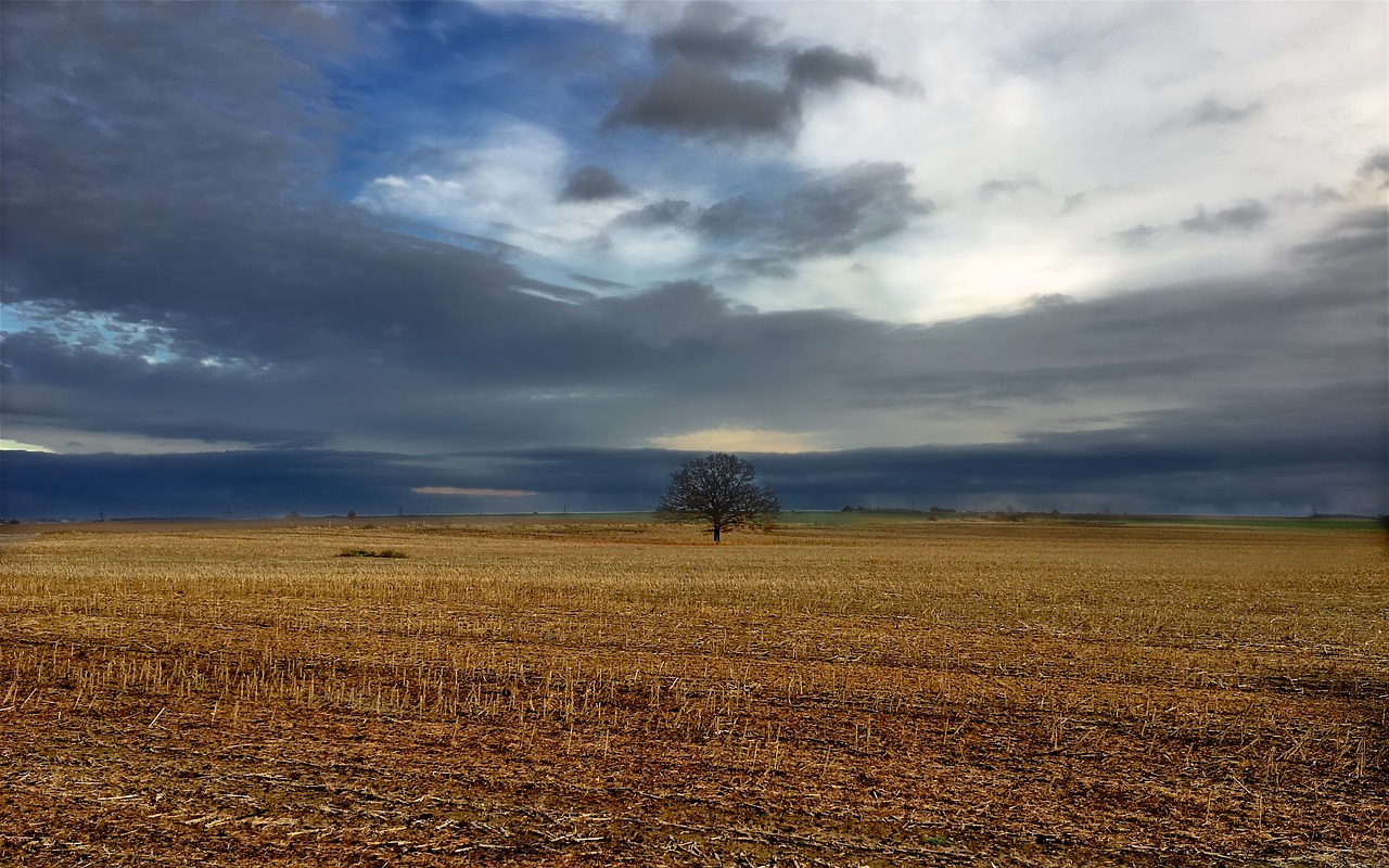 tree fall autumn free photo