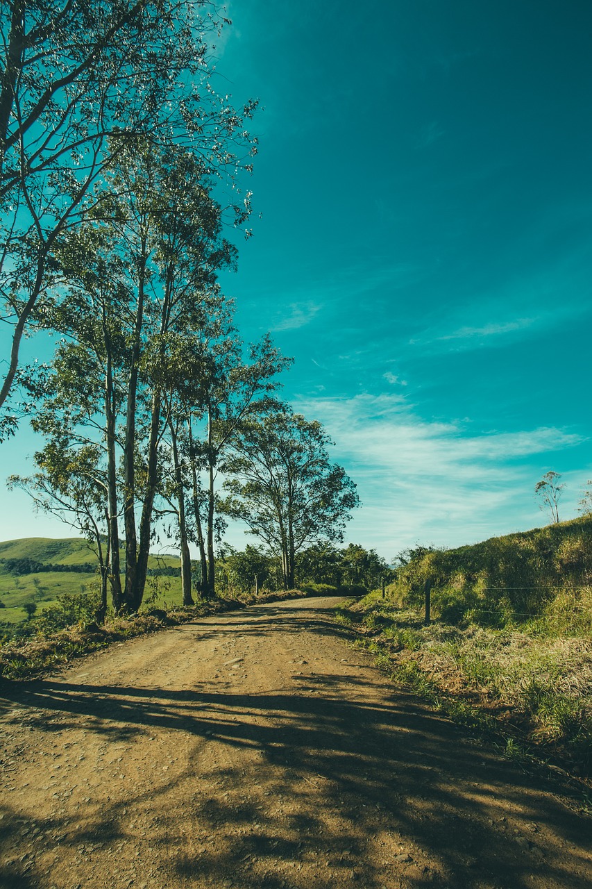 tree landscape outdoors free photo