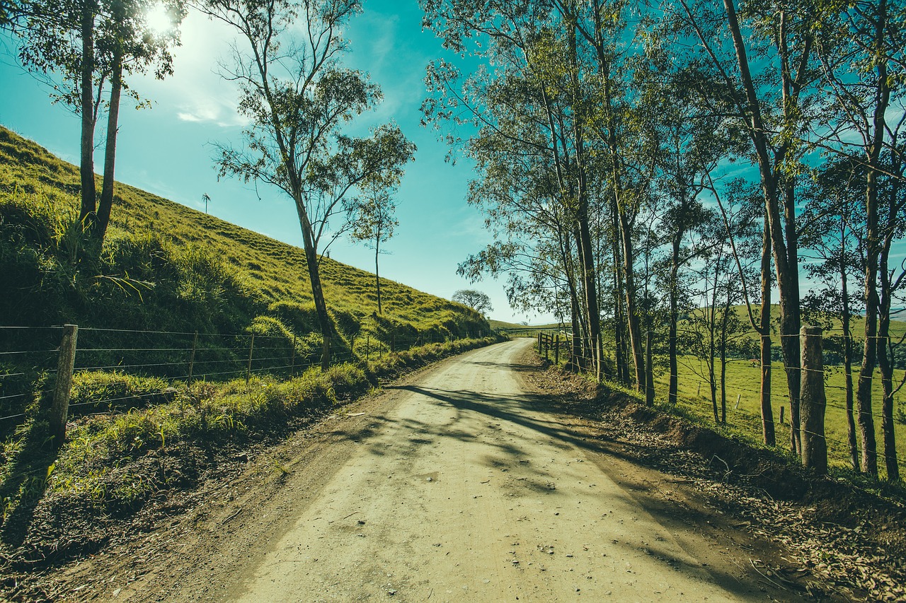 tree road landscape free photo