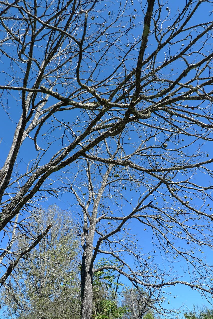 tree walnut nature free photo