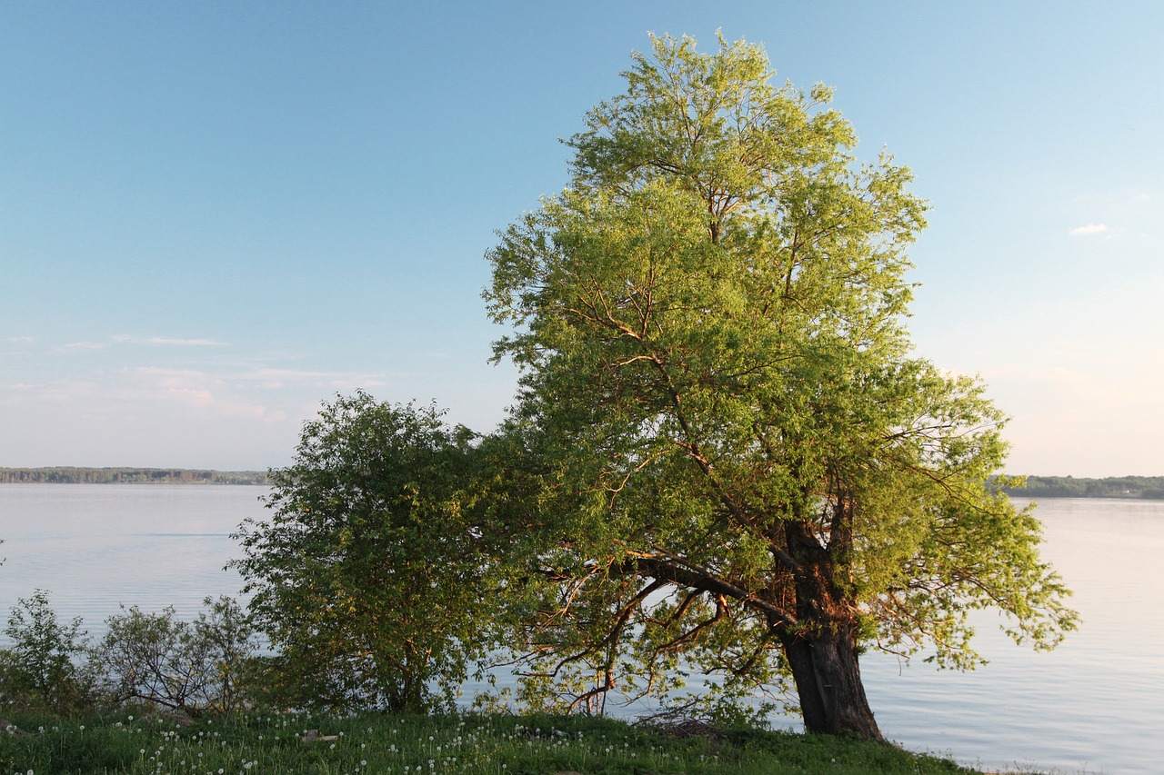 tree water beach free photo