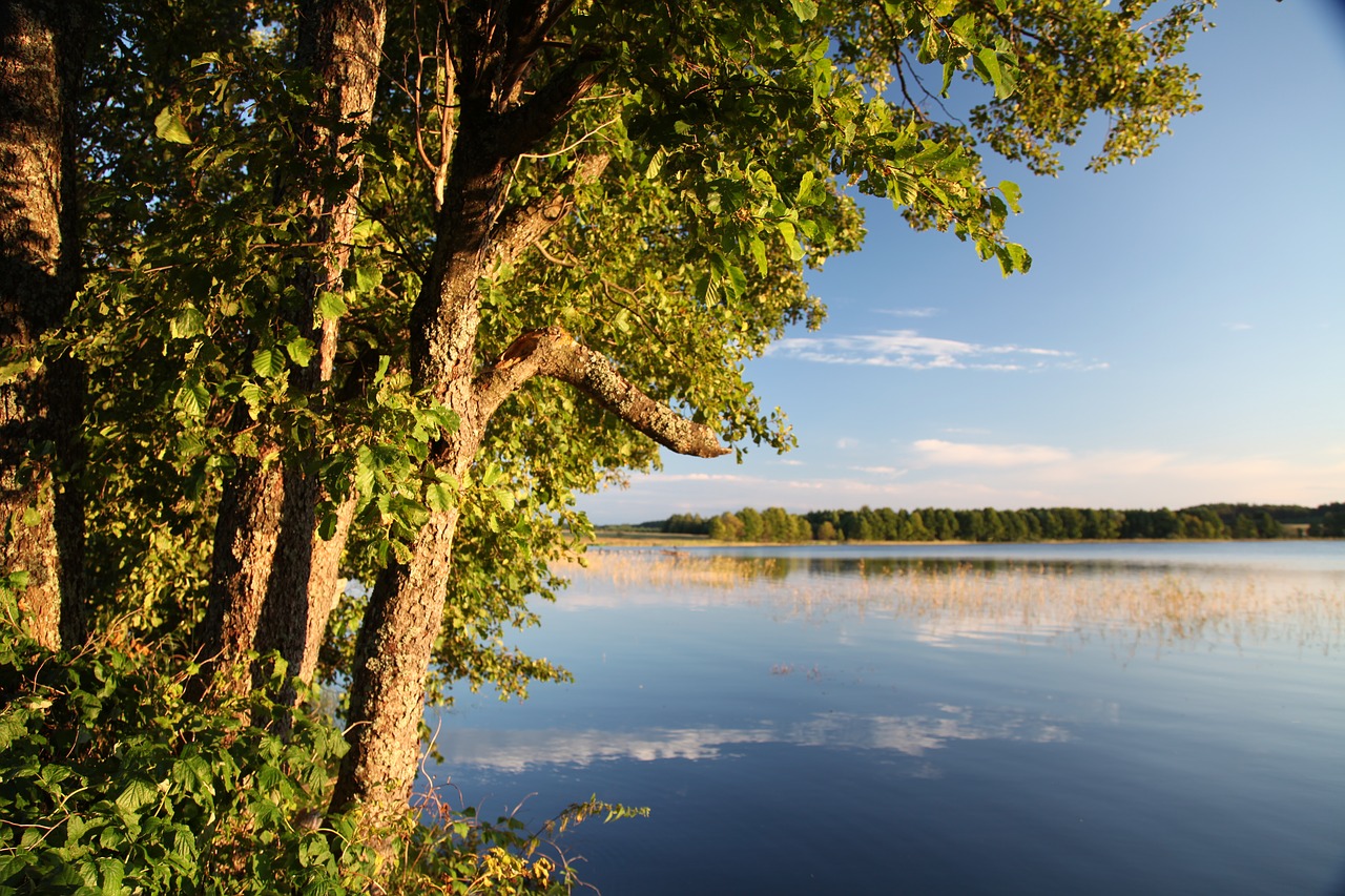 tree water beach free photo