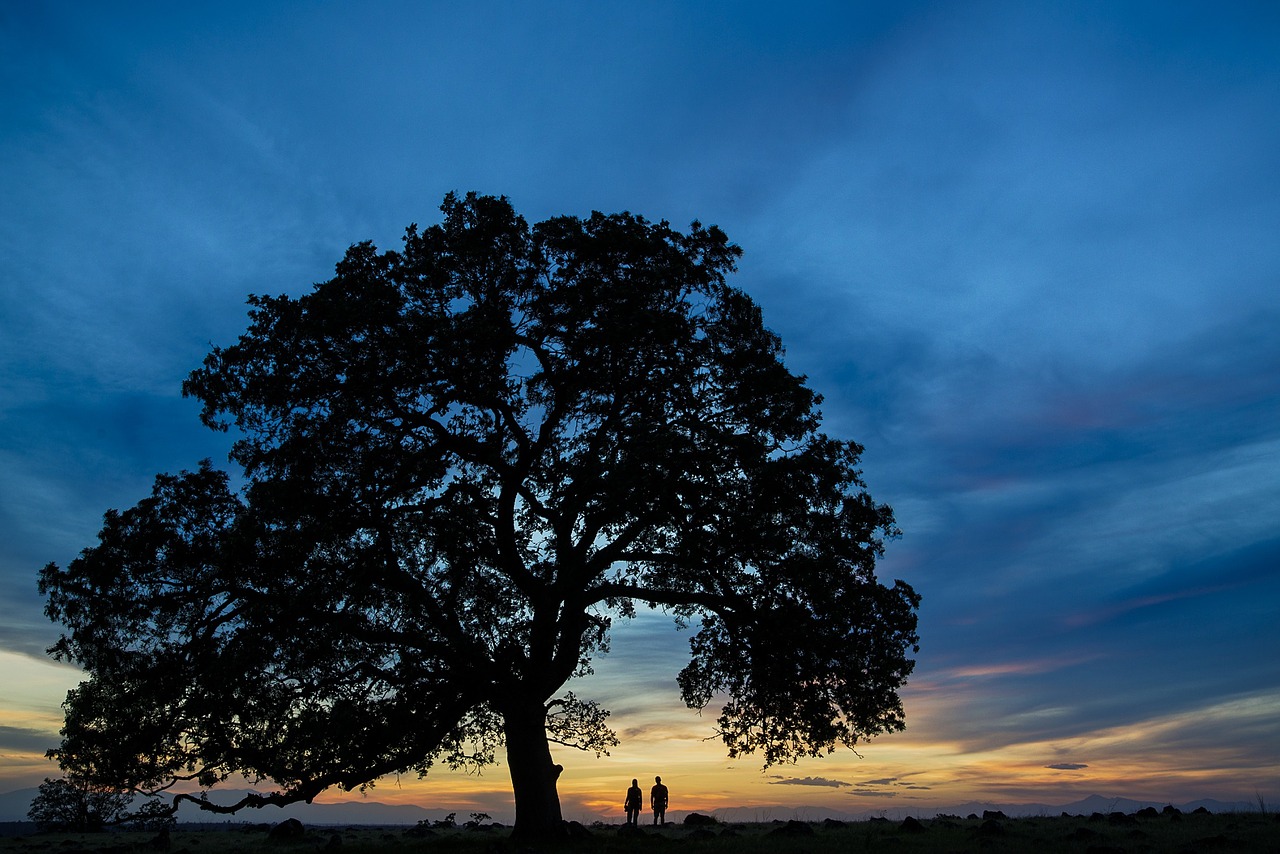 tree people silhouettes free photo