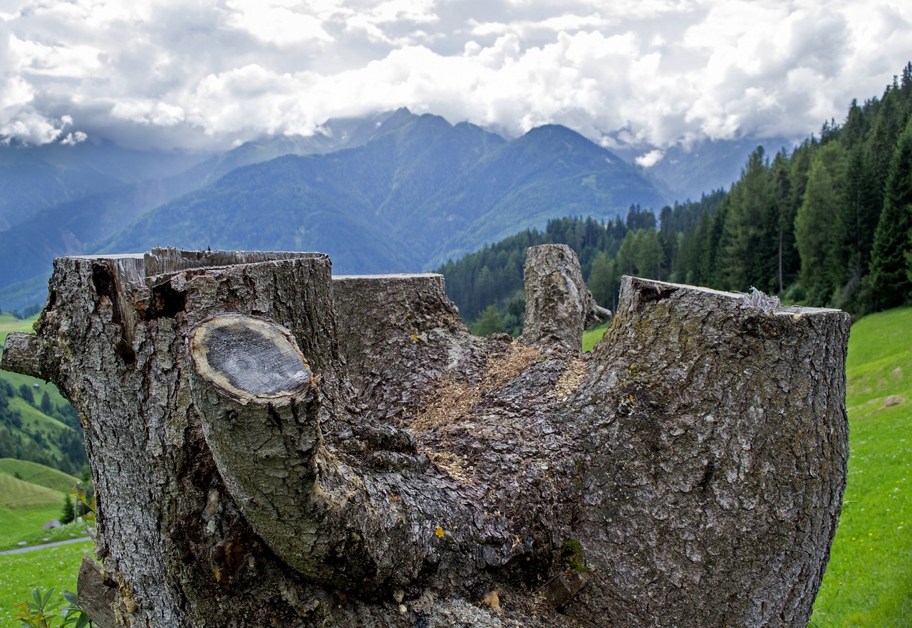 tree landscape mountains free photo