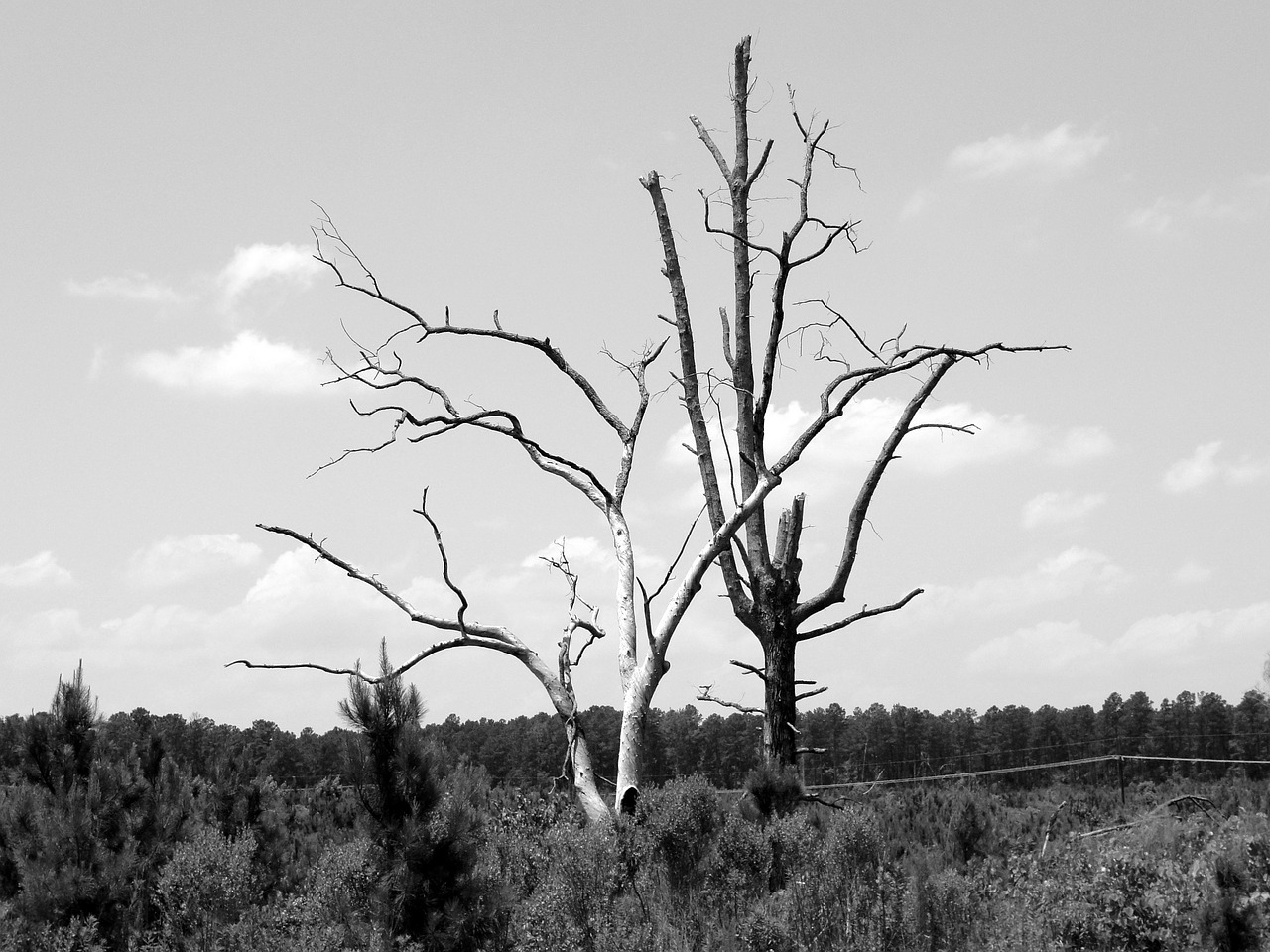 tree b w alone free photo