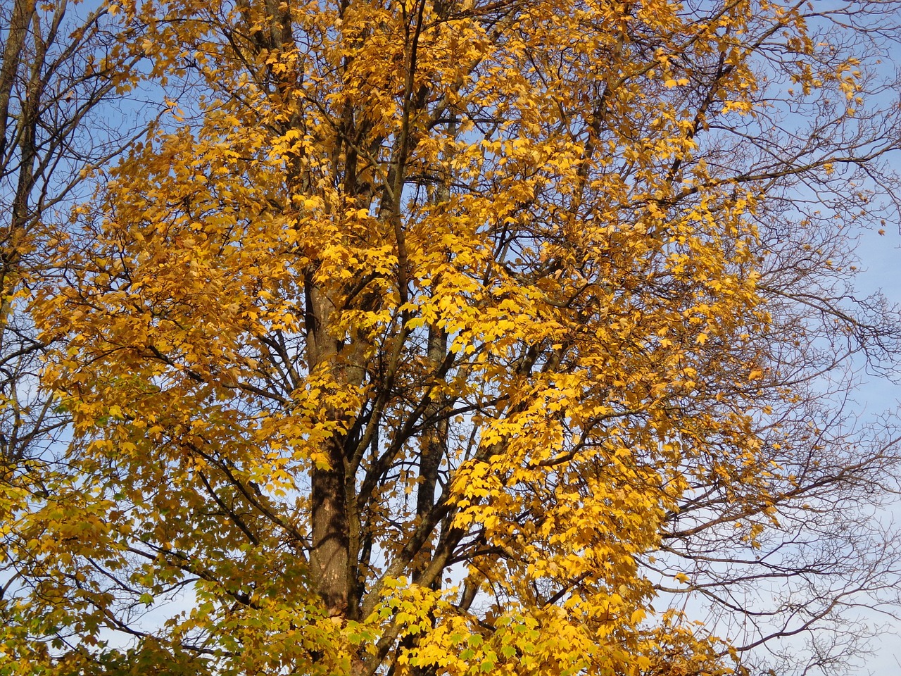 tree autumn sun free photo