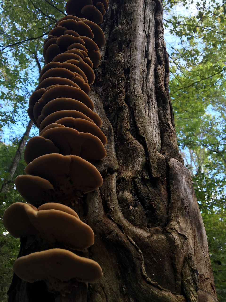 tree fungi mushroom free photo