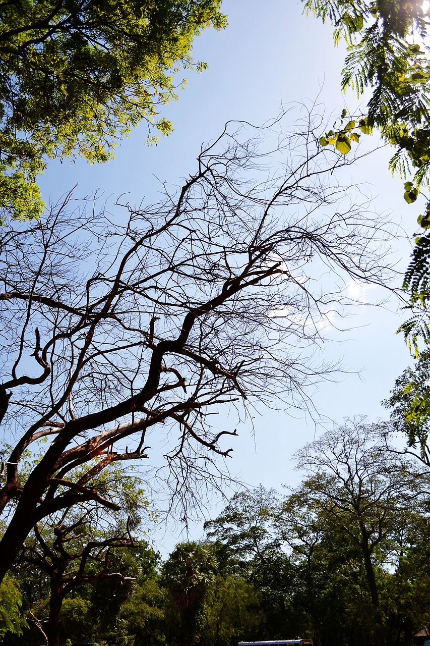 tree sunlight polonnaruwa free photo