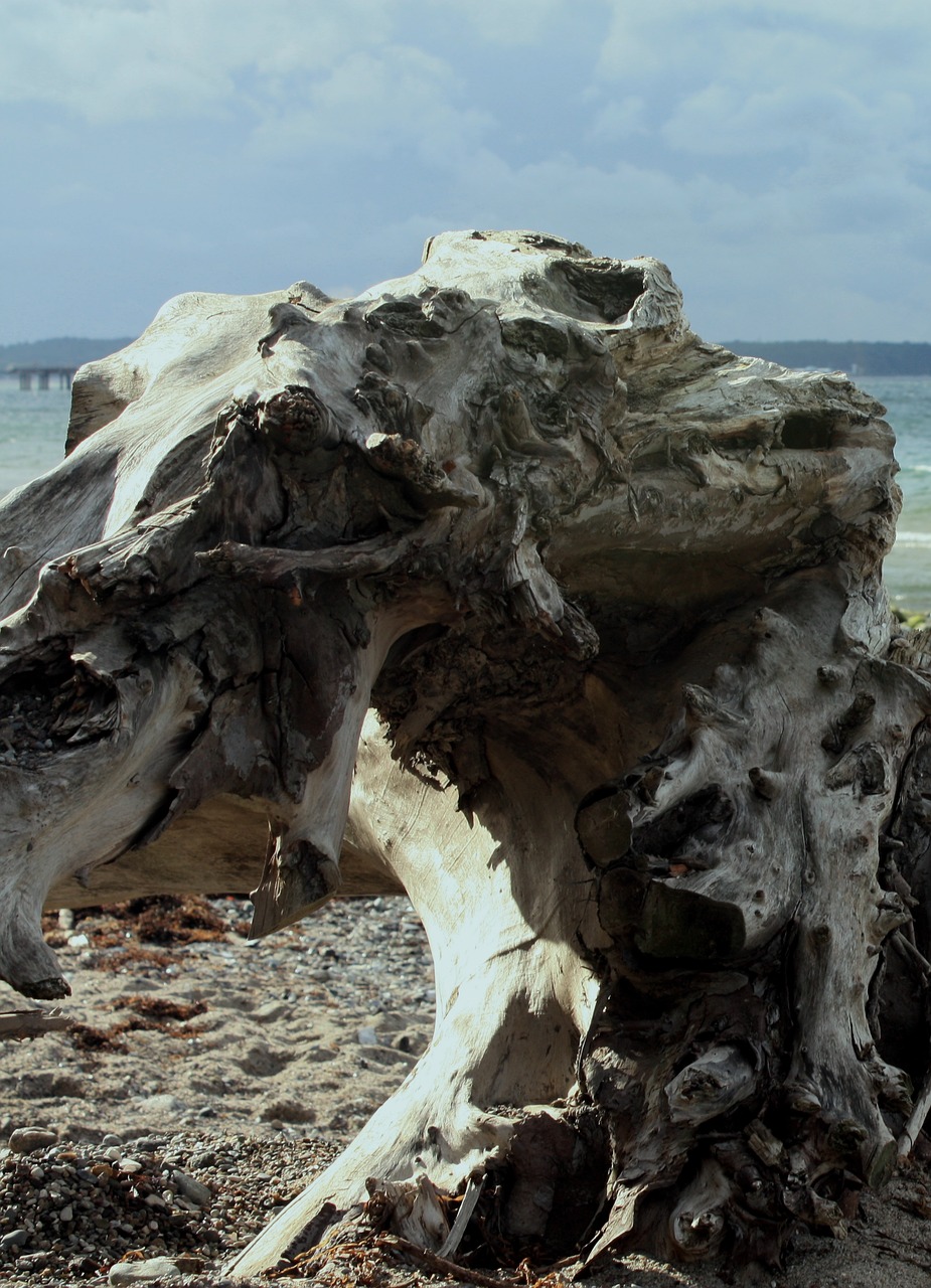 tree withers baltic sea free photo