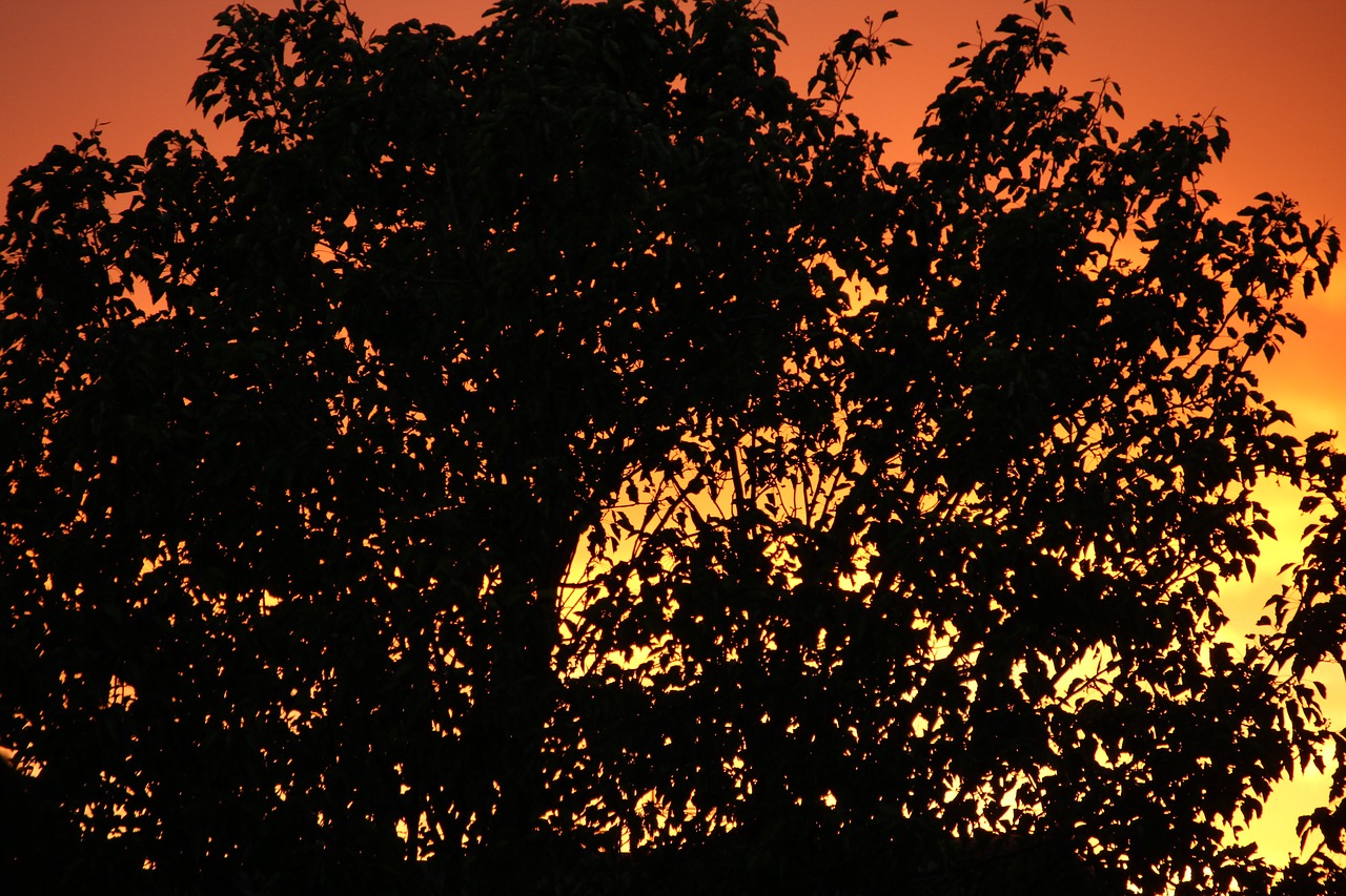 tree silhouette sunset free photo