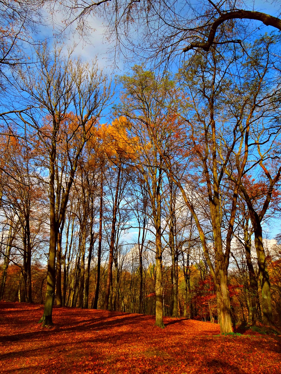 tree forest autumn free photo