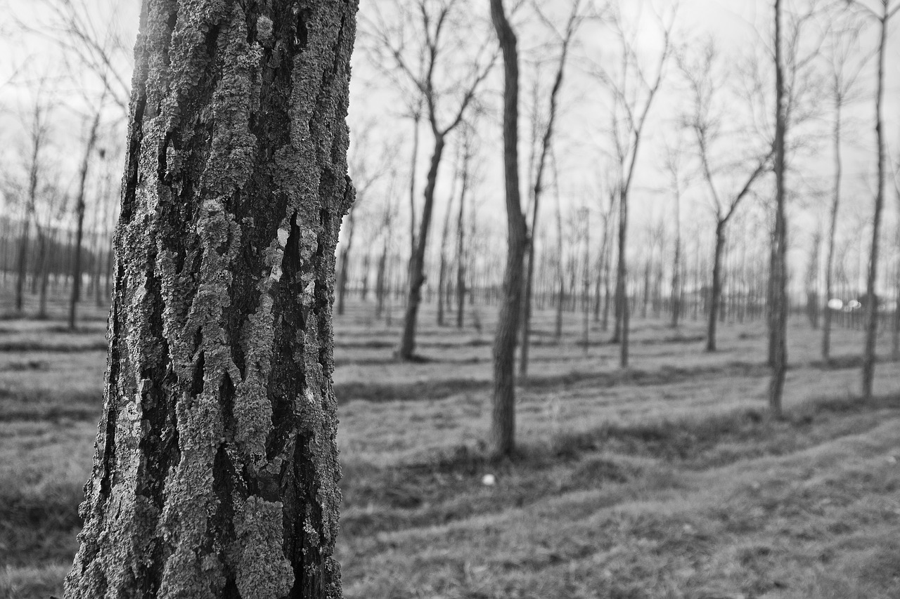 tree park bark free photo