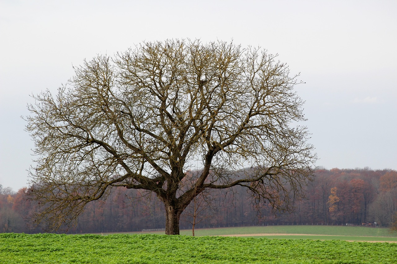 tree field wood free photo