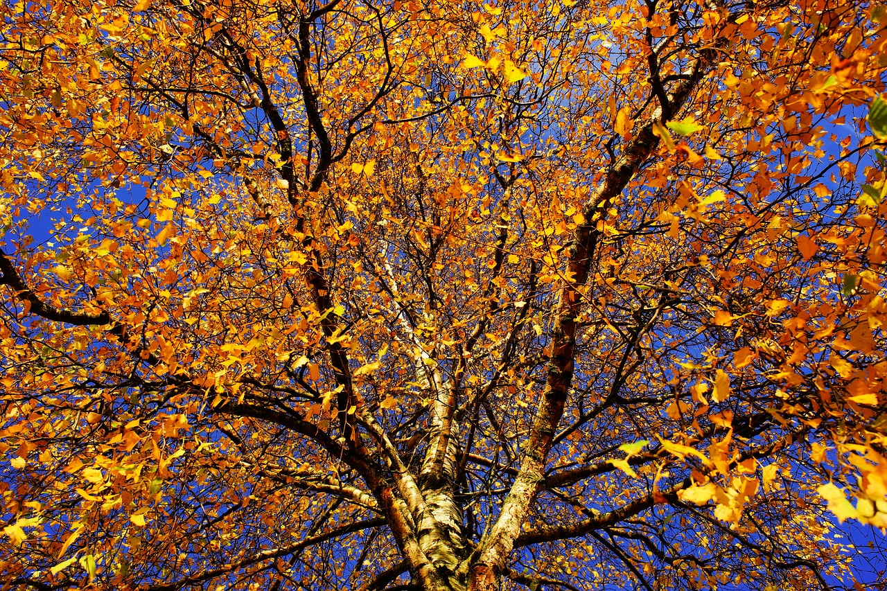 tree birch late autumn free photo