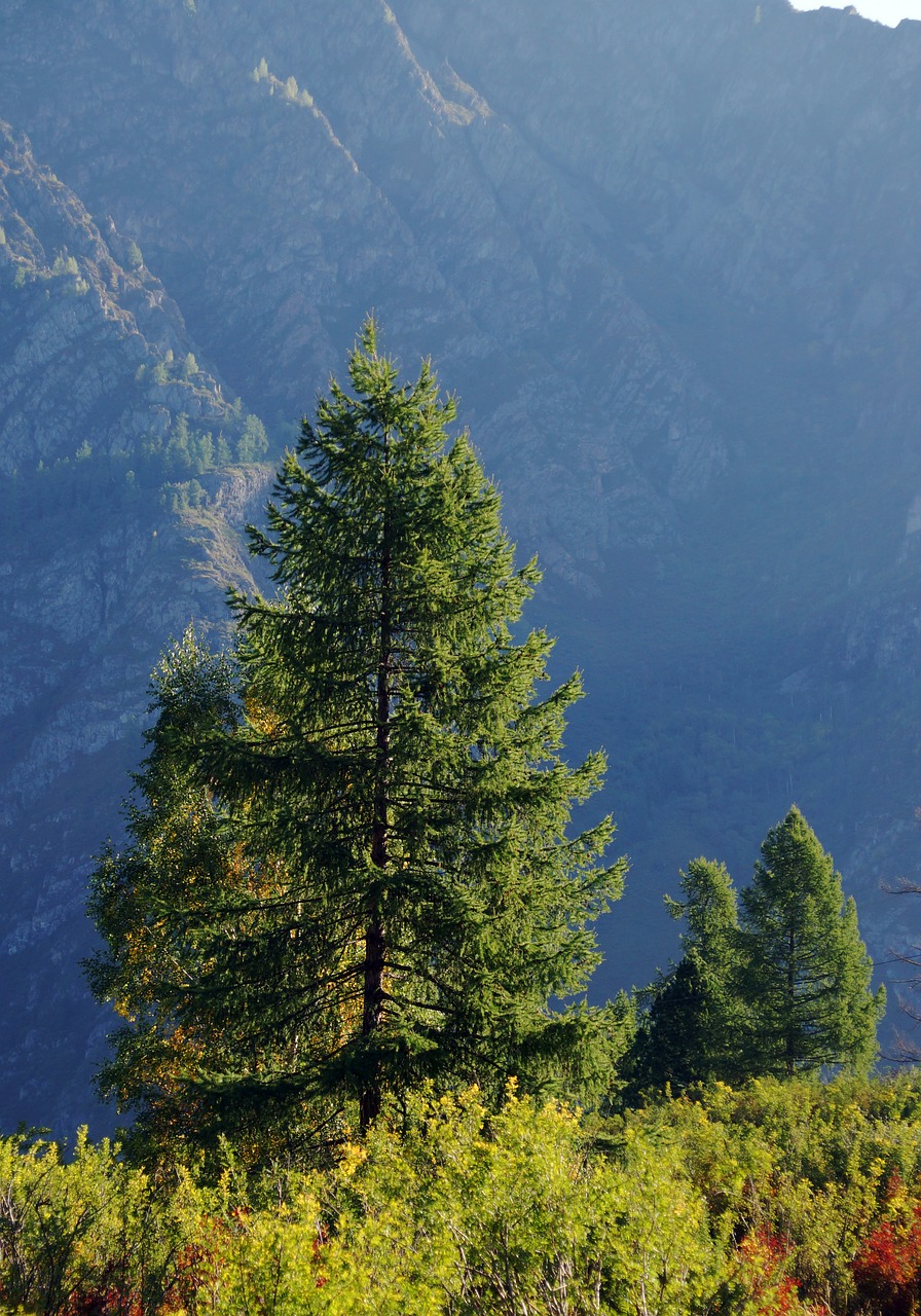 tree larch mountains free photo