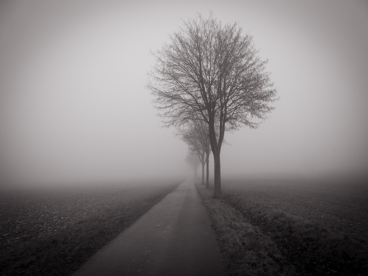 tree field fog free photo