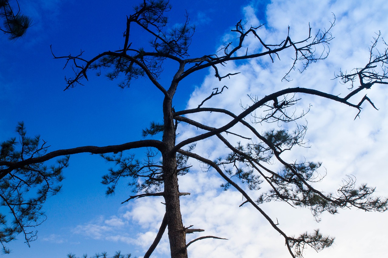 tree sky nature free photo