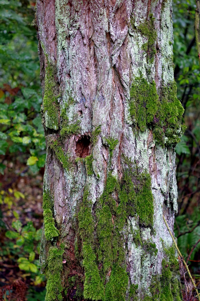 tree old lichens free photo