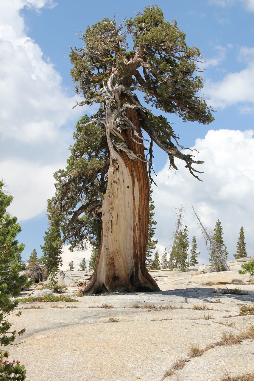 tree cedar nature free photo