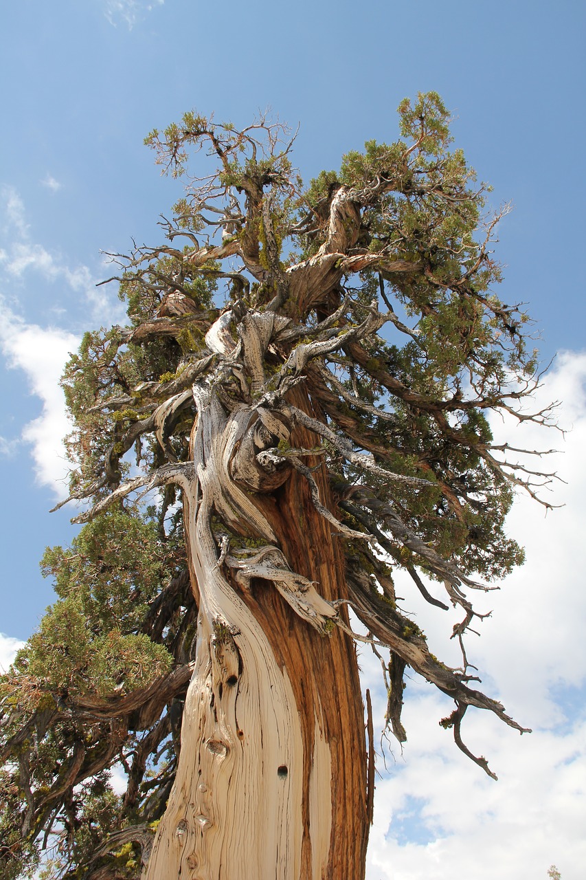 tree cedar bark free photo