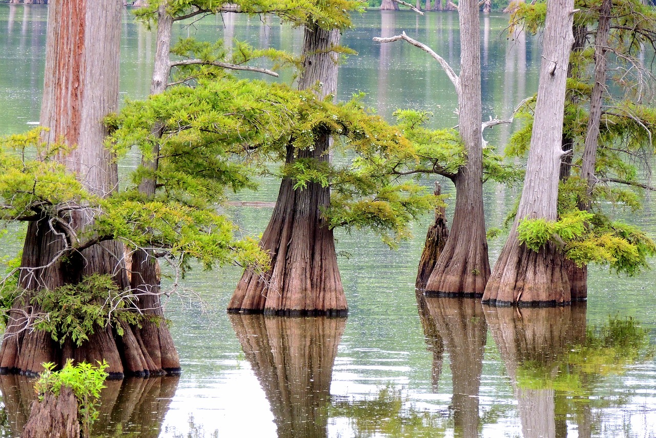 tree water cypress free photo