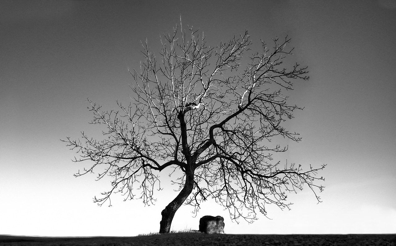 tree stone bench black and white free photo