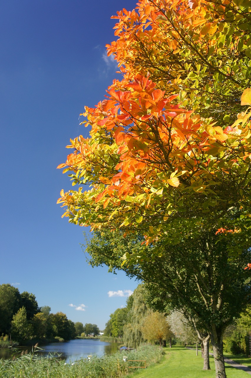 tree color autumn free photo