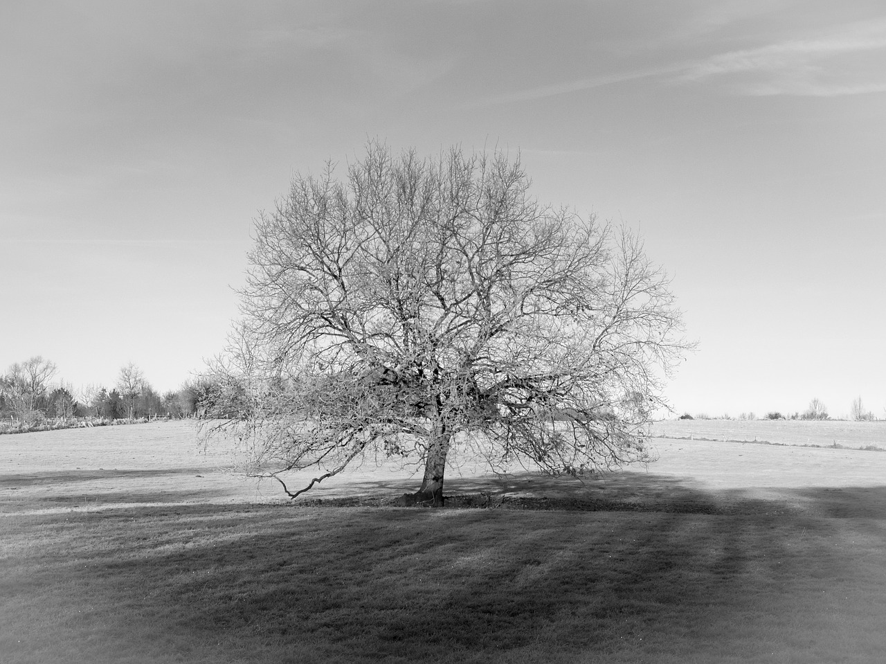 tree field meadow free photo