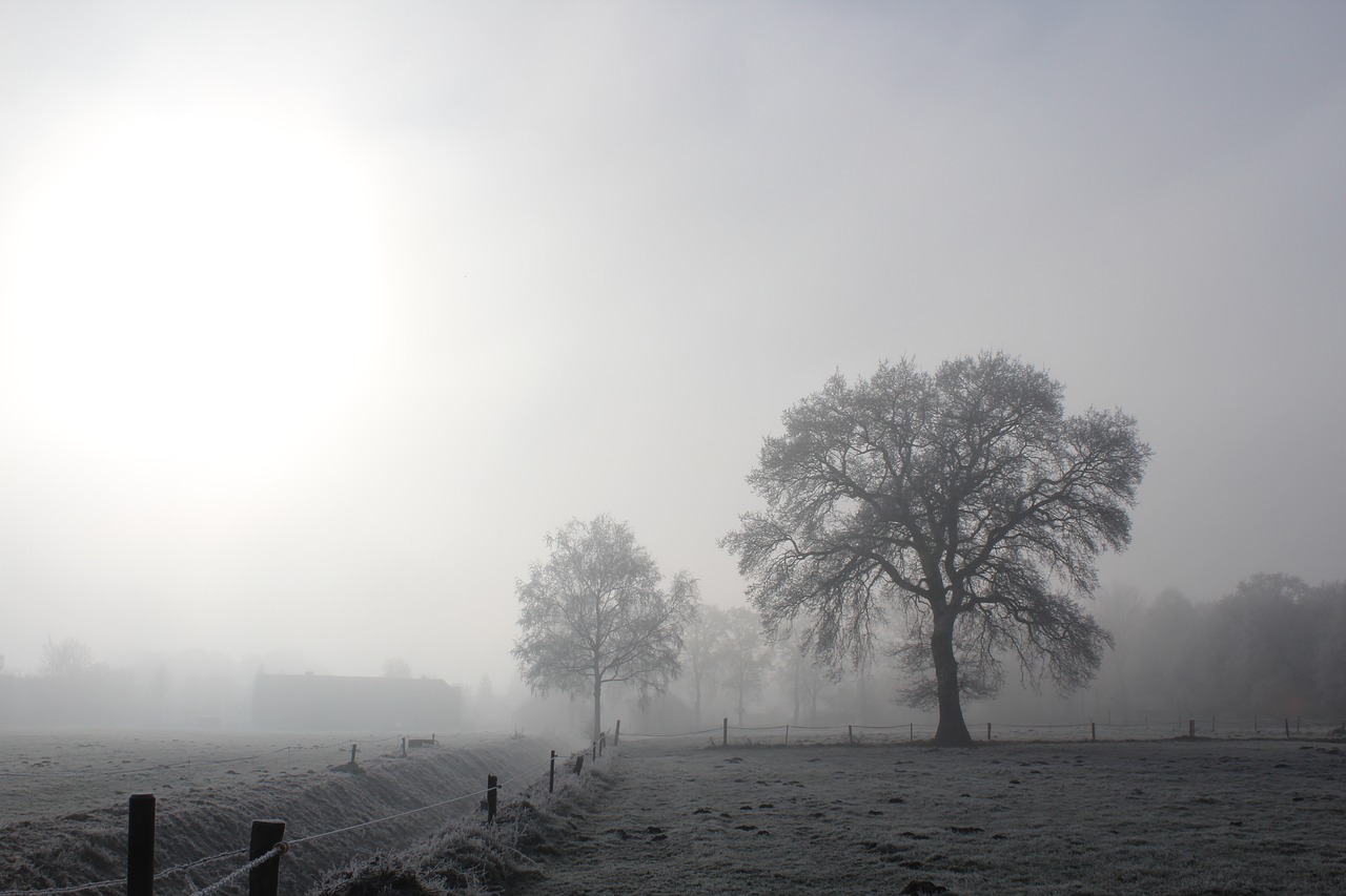 tree winter cold free photo