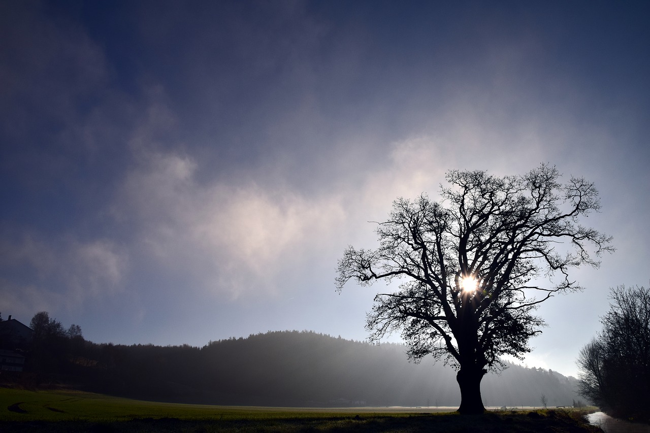 tree landscape nature free photo