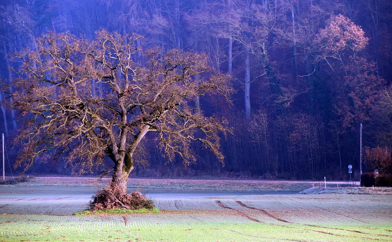 tree winter landscape free photo