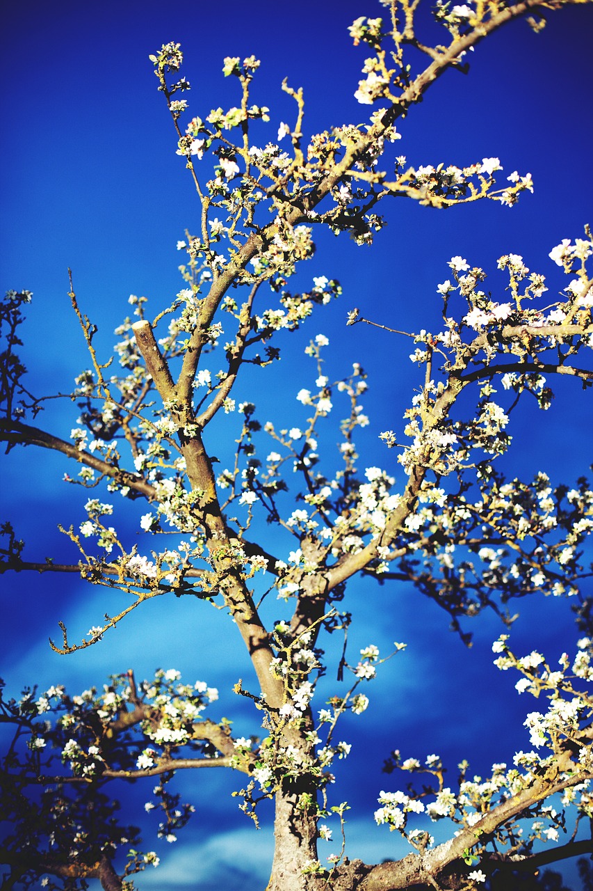 tree sky blue free photo