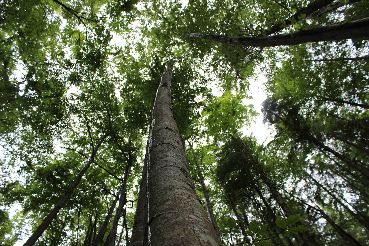 tree crown log free photo