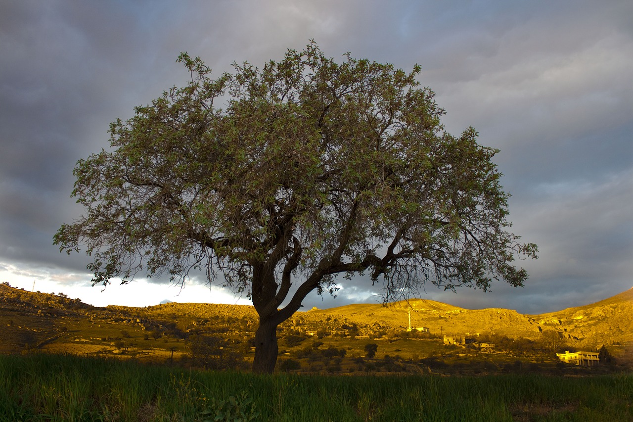 tree sunset mountain free photo