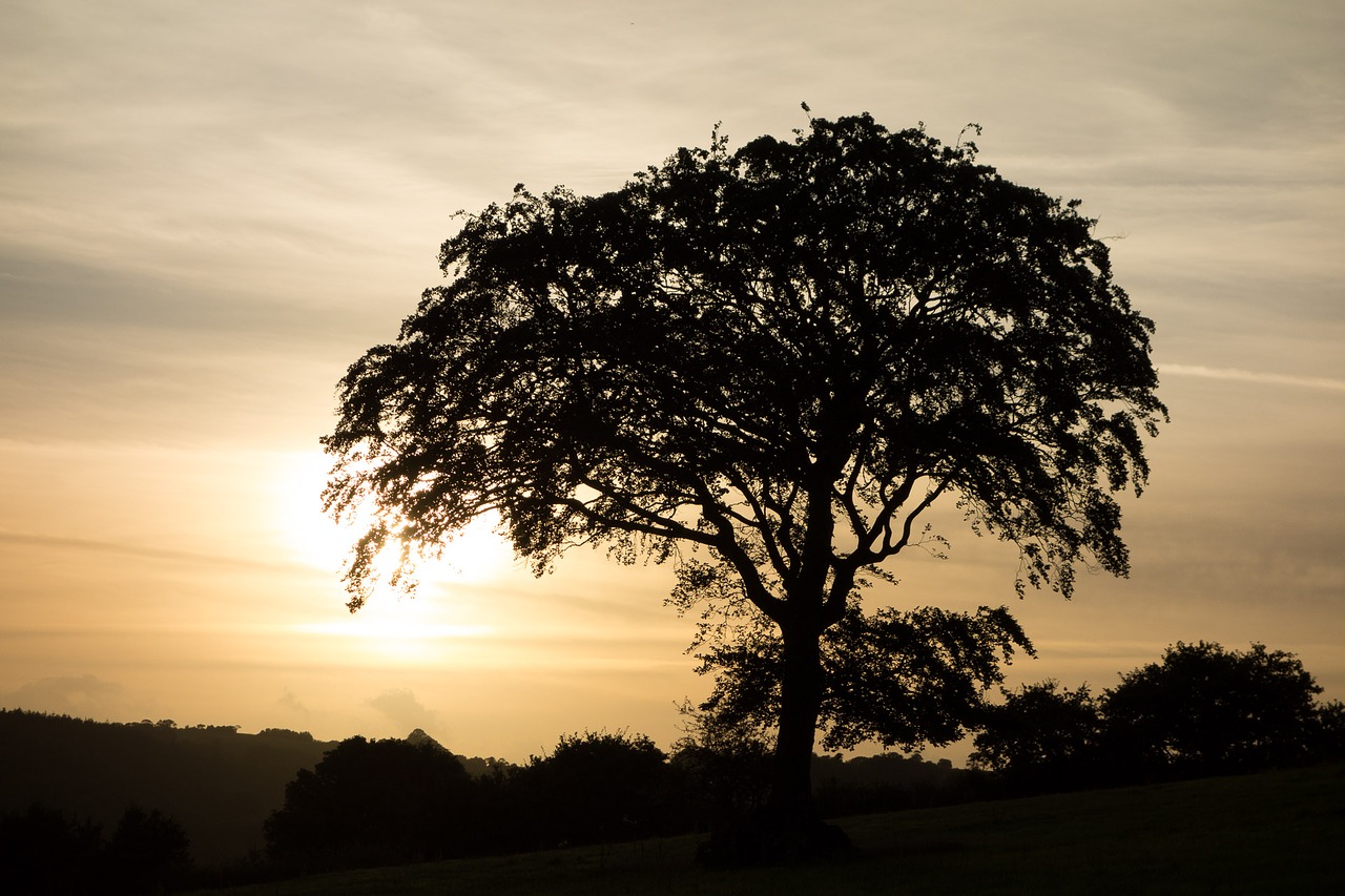 tree sunset silhouette free photo