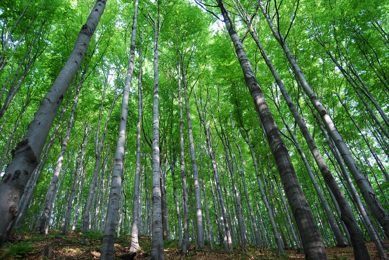 tree forest nature free photo