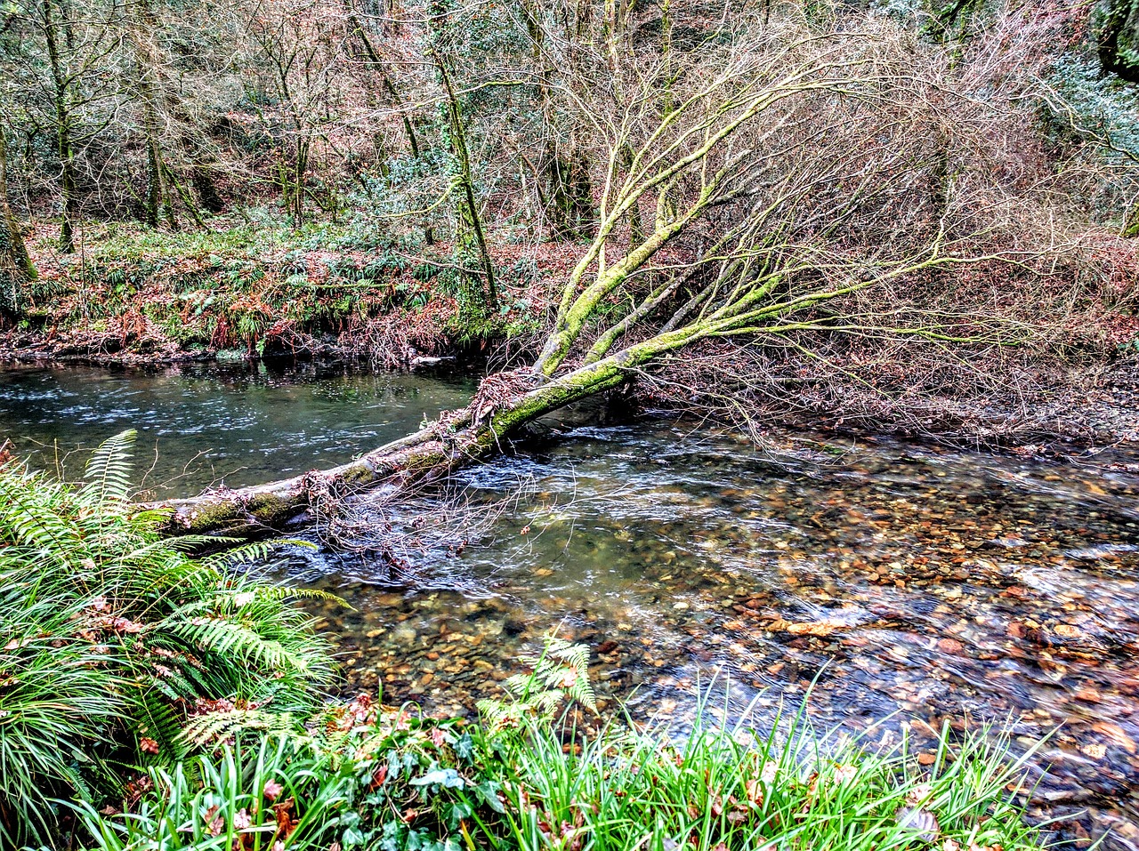 tree river bridge free photo