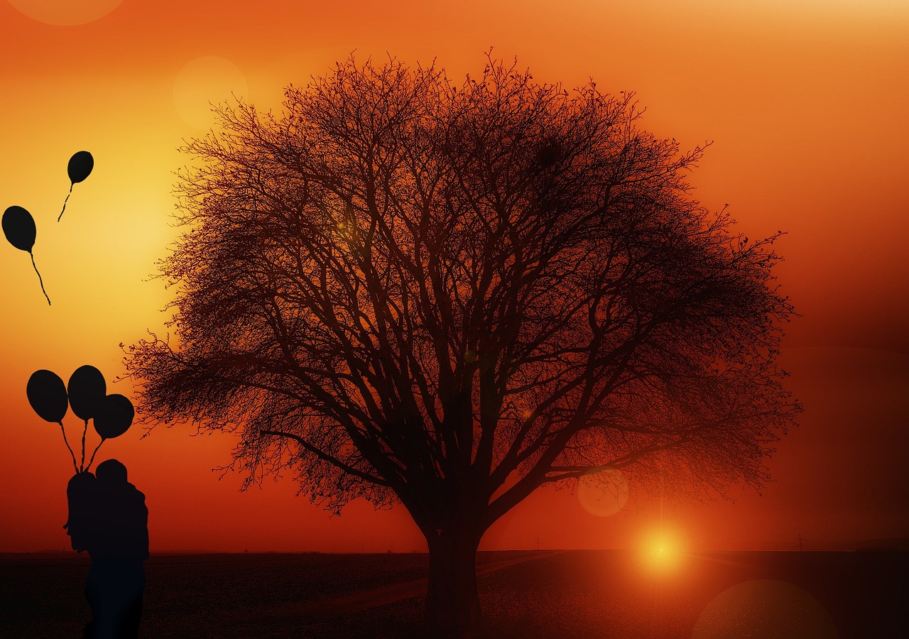 tree solitary sunset free photo