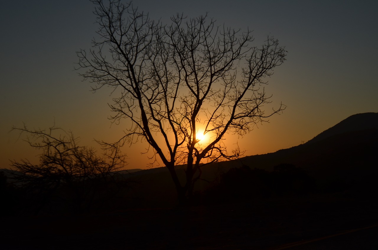 tree sunset sky free photo