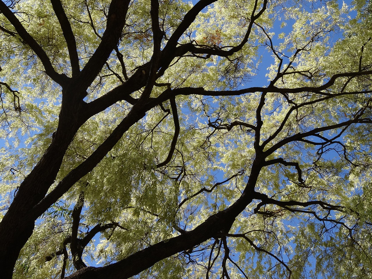 tree australia nature free photo