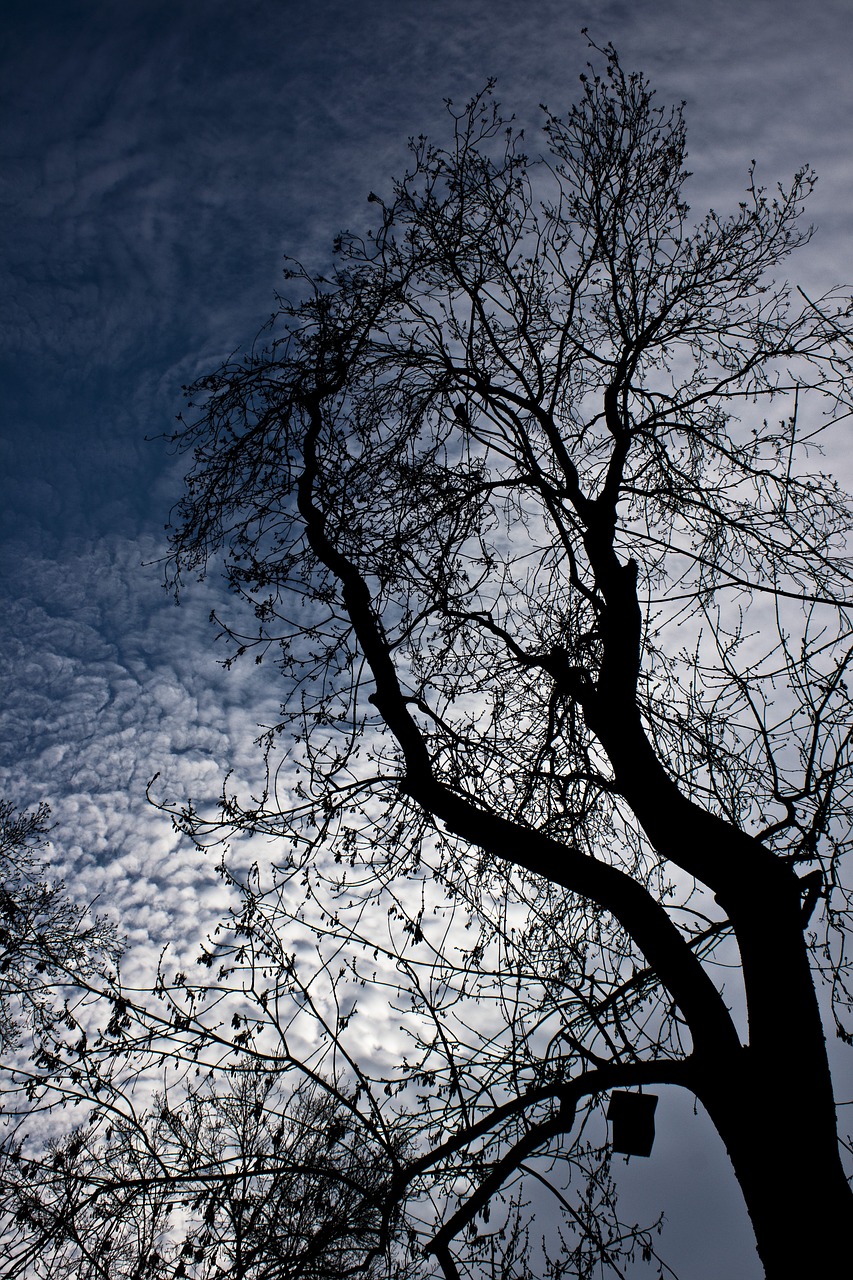 tree branch cloud free photo